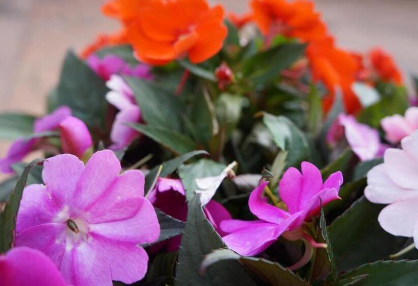 Пансион La Brigata Apartments Suite Room