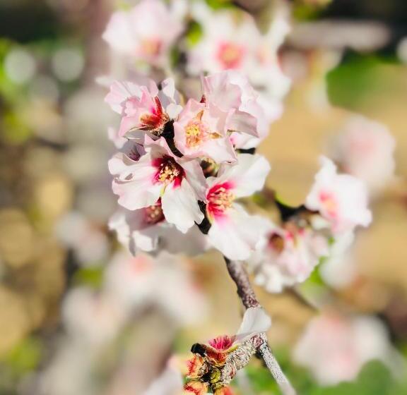 بنسيون Yellow House Prince Albert