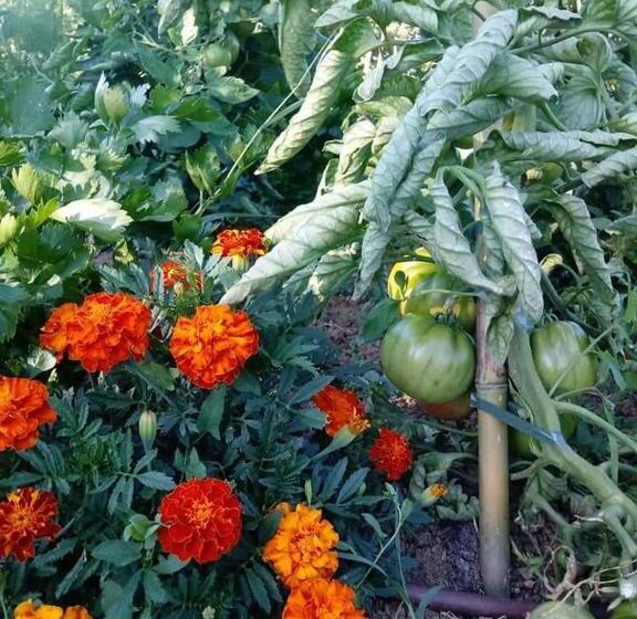 B&b La Vecchia Quercia Home Restaurant