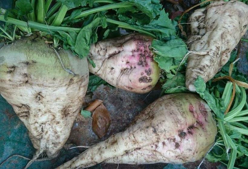 住宿加早餐 Bo I Remmarlöv