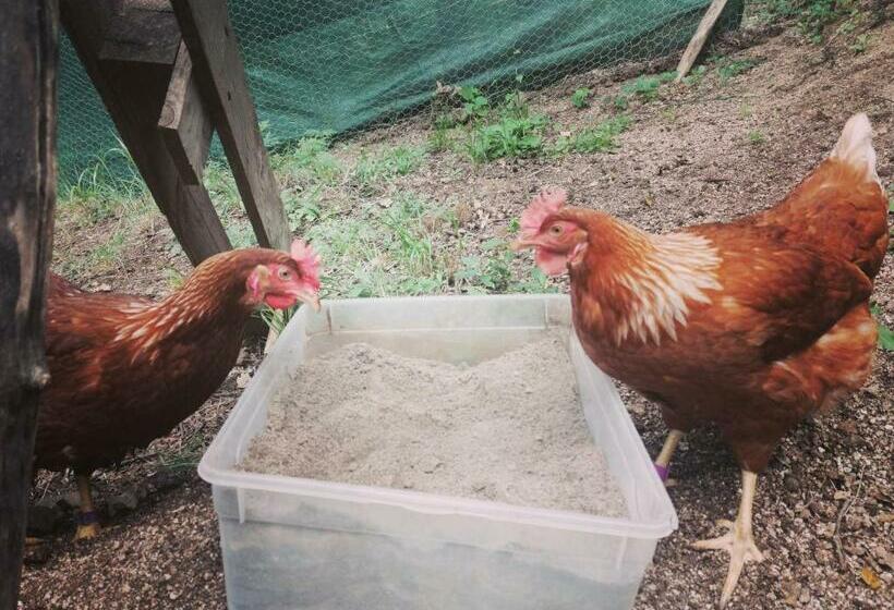 Bed and Breakfast Inlakesh