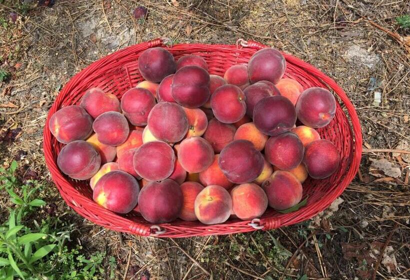 호텔 Agriturismo Lavalleggia