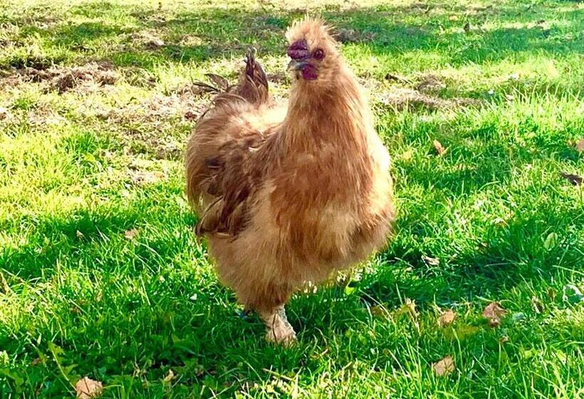 Пансион Feielhof