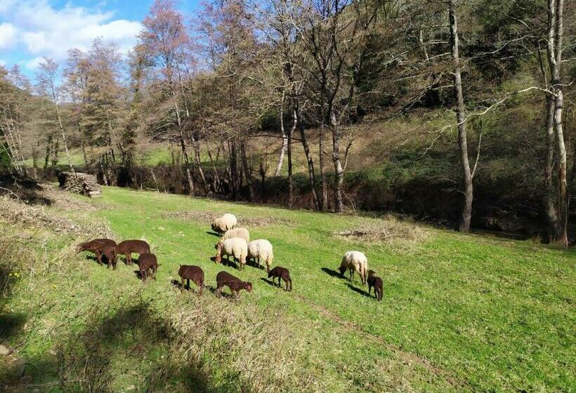 צימר Chambre Cévennes: Piscine, Lamas, Rivière