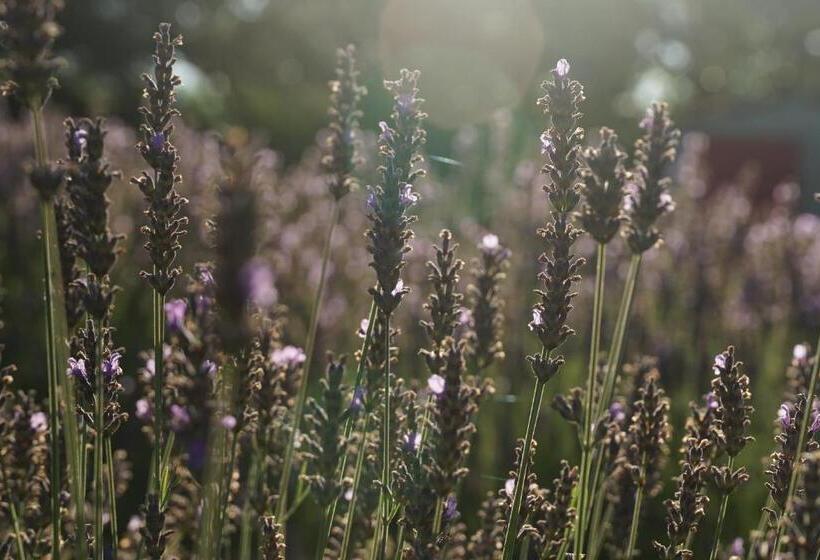 مبيت وإفطار Les Néfliers Chambre D Hôtes