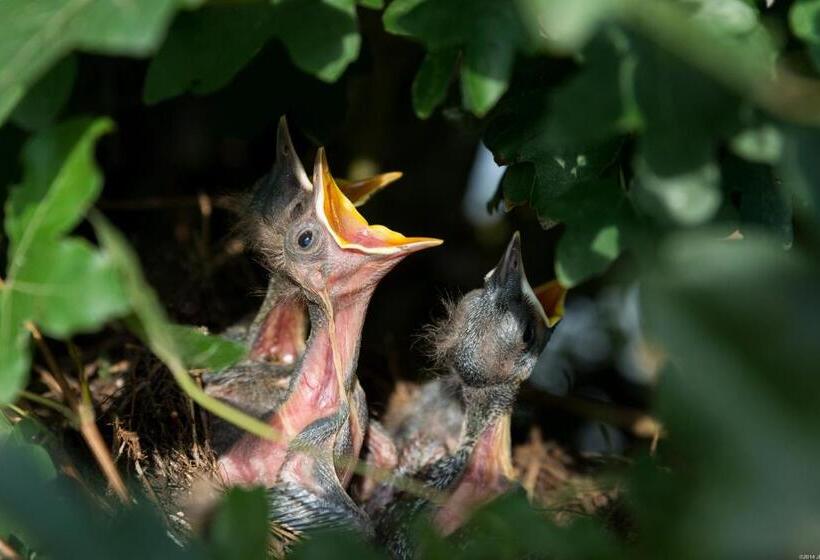 Bed and Breakfast Romantica