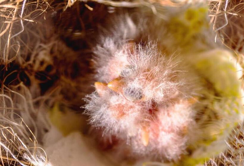 Bed and Breakfast Romantica