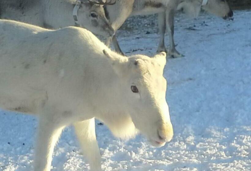 旅馆 Nikkilän Elämyskylä
