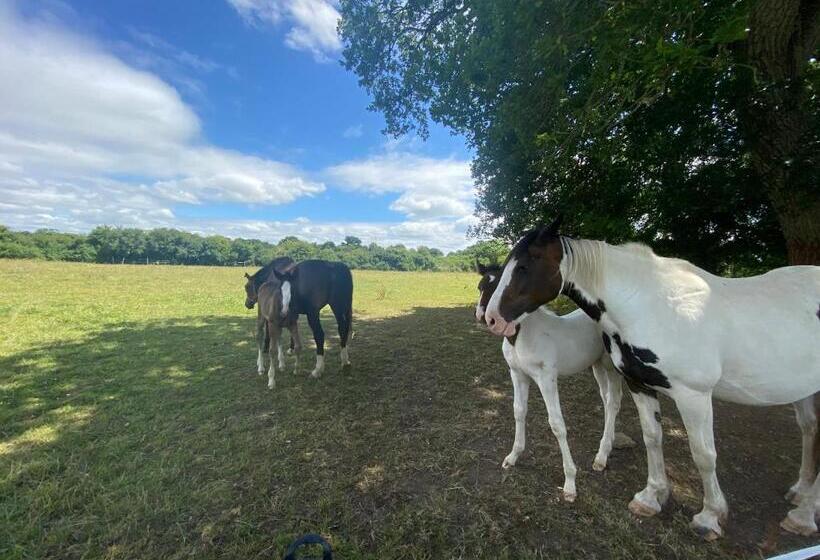 Folly Fields Farm B&b