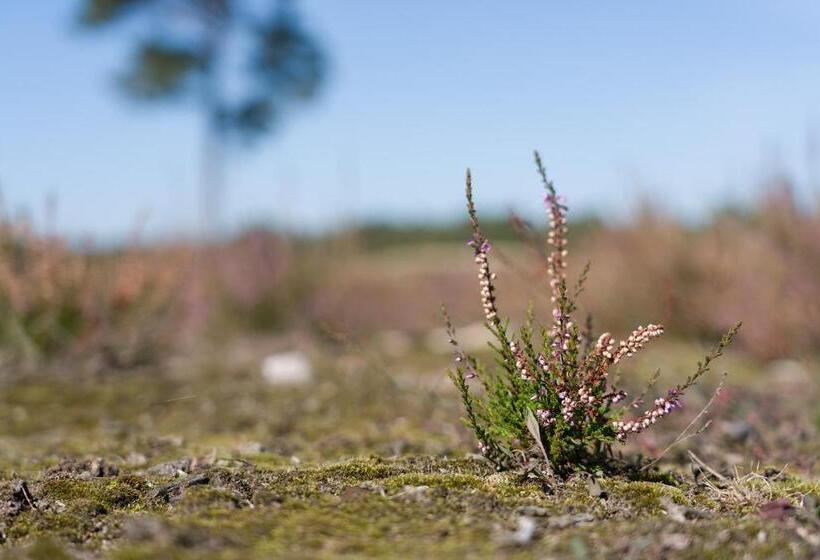 پانسیون De Stal