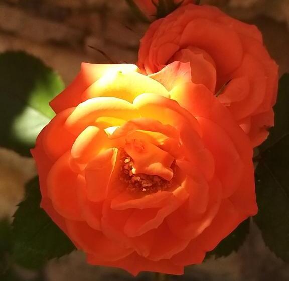 住宿加早餐 Ble Mavi Studio For 2