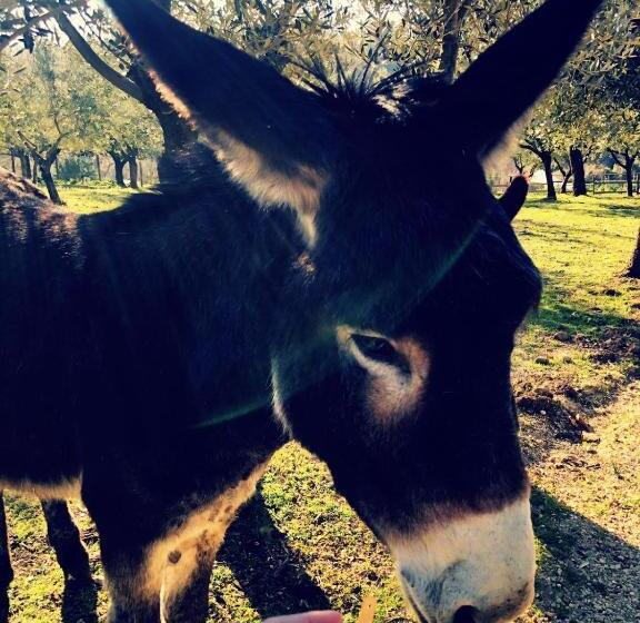 فندق Casa Agricola Scorziello