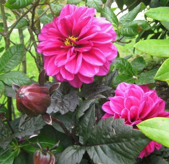 Sunflower Bed & Breakfast