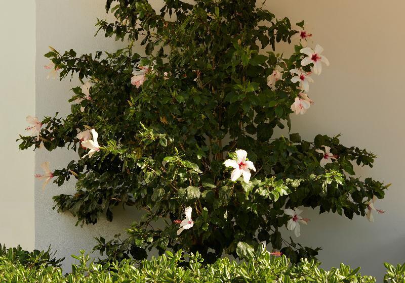 酒店 Absolute Kiotari Resort