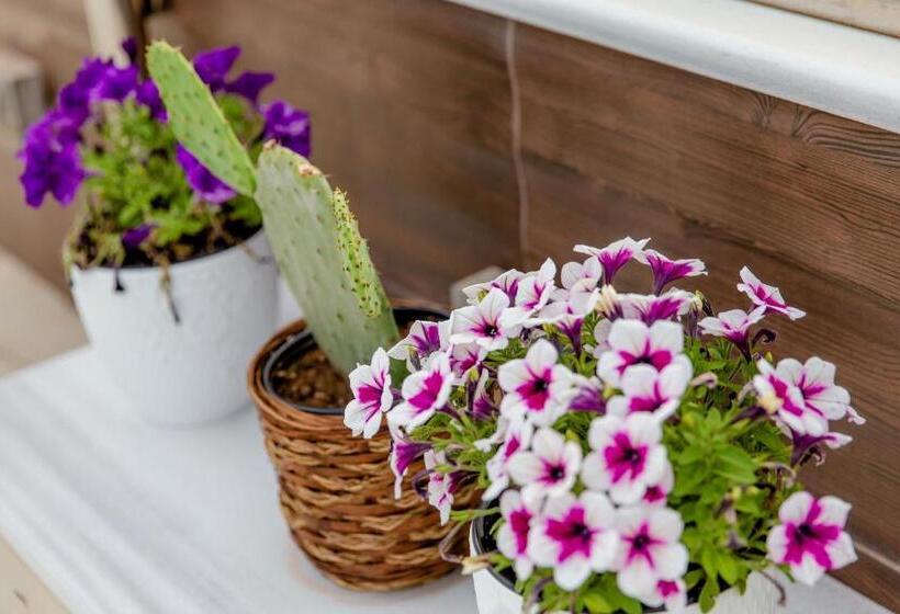 ホテル Comfy Boutique