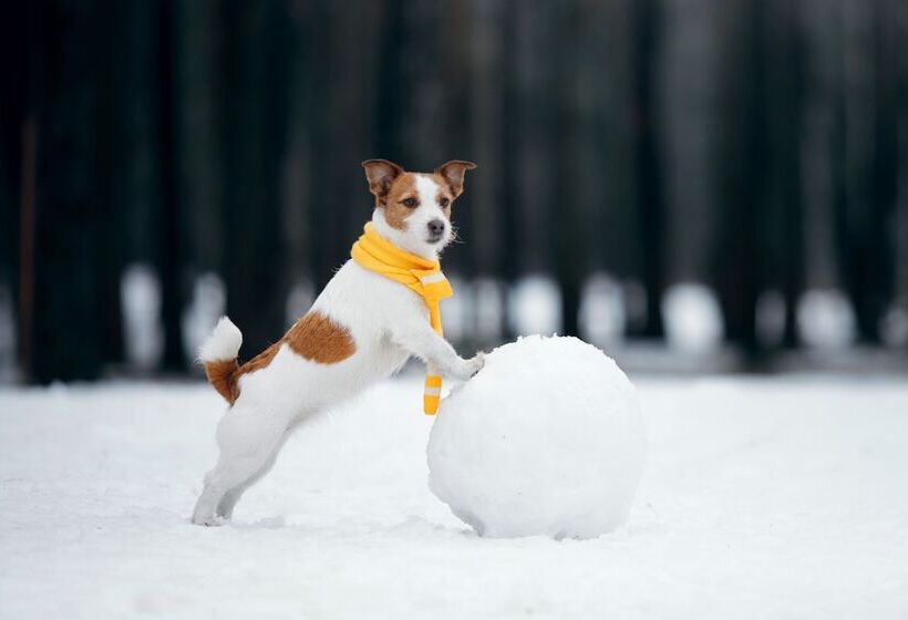 레지던스 Mamie Megève