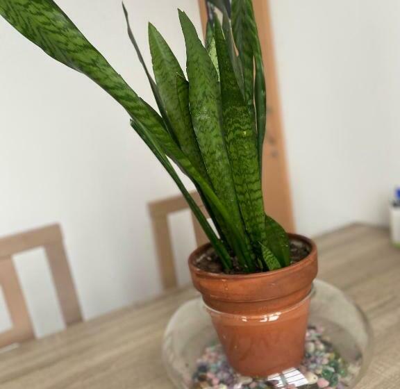 Albergue O Marco Hostel