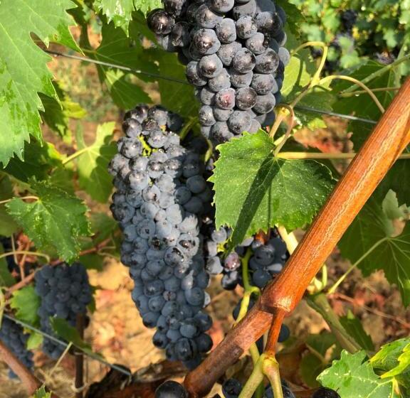 호텔 Agriturismo La Posta Reale