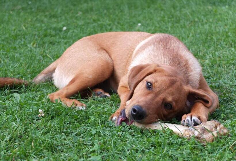 펜션 Alte Schmiede Putbus