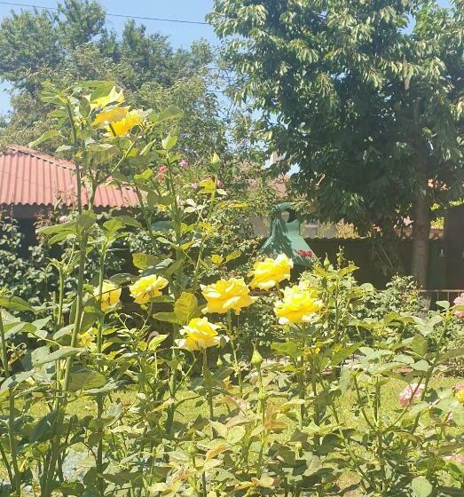 膳宿费 Villa Mugur