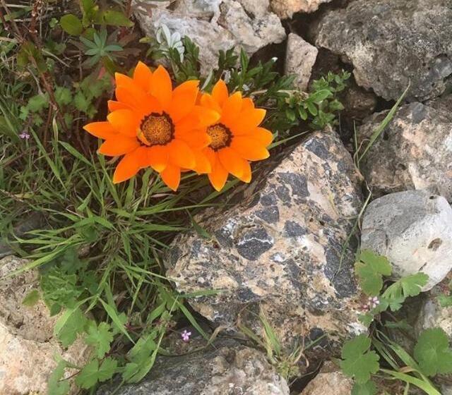 مبيت وإفطار Casa Diana