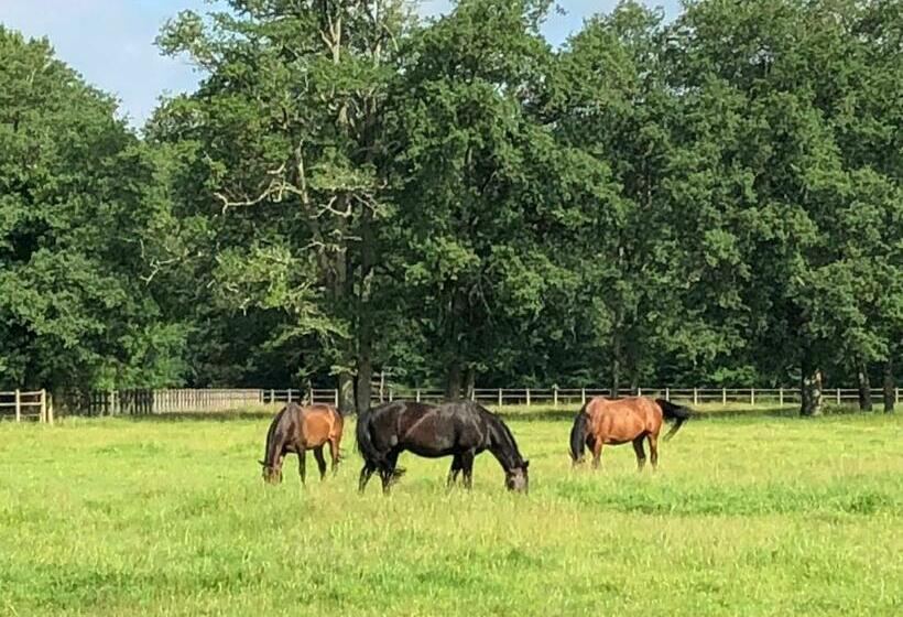 ベッドアンドブレックファースト Haras Du Vignault Le Bûcher