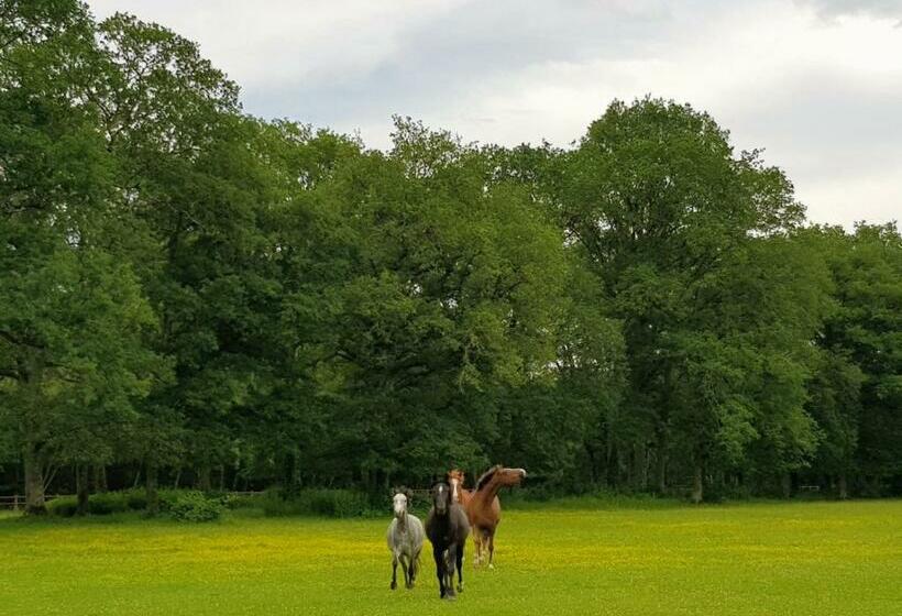 ベッドアンドブレックファースト Haras Du Vignault Le Bûcher