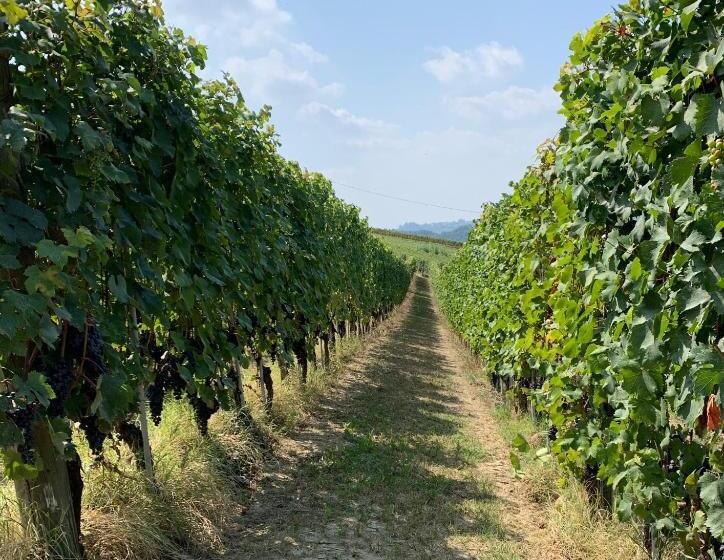 Nocleg ze śniadaniem La Luce Delle Colline