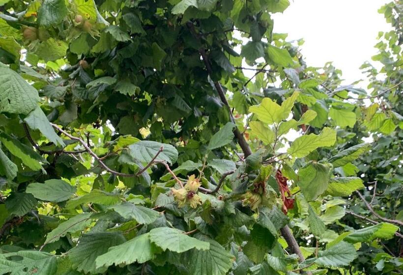 Nocleg ze śniadaniem La Luce Delle Colline