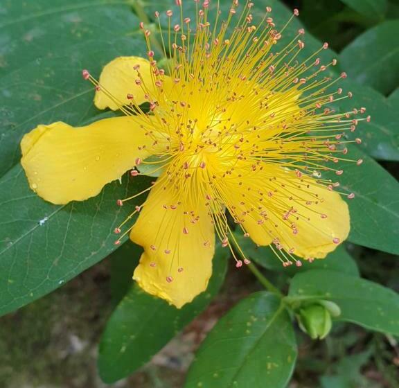 Chambre D Hôtes   B&b Le Petit Bonheur