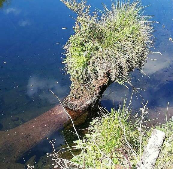 צימר The Black Sheep