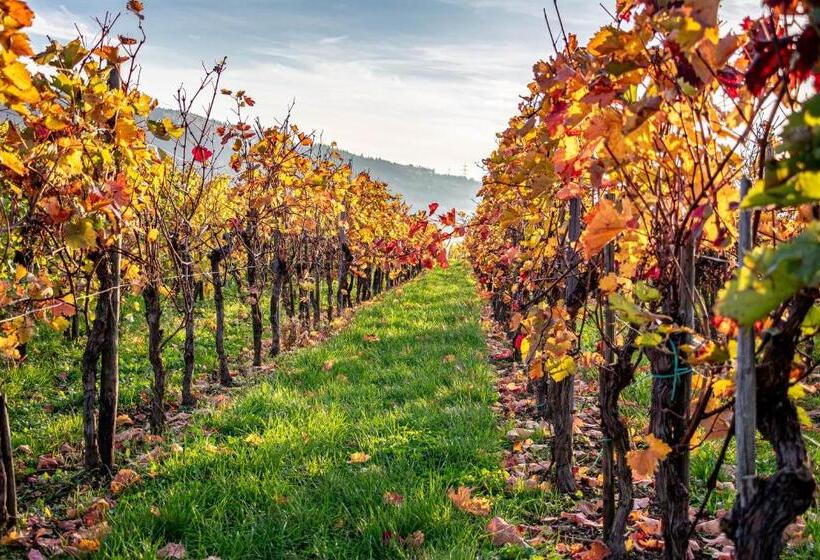 ペンション Gästehaus Bausch