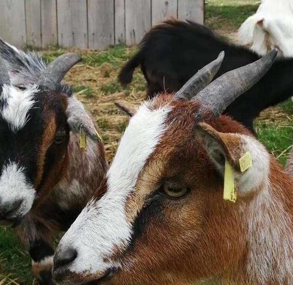 ペンション Le Pressoir De Gisay