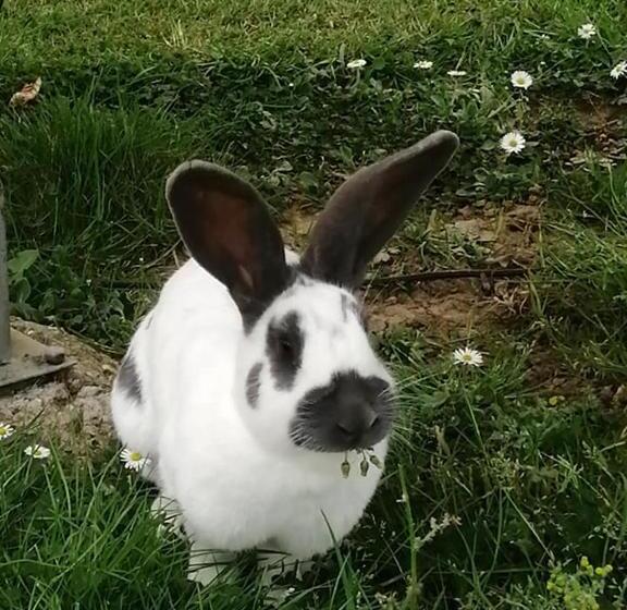 ペンション Le Pressoir De Gisay