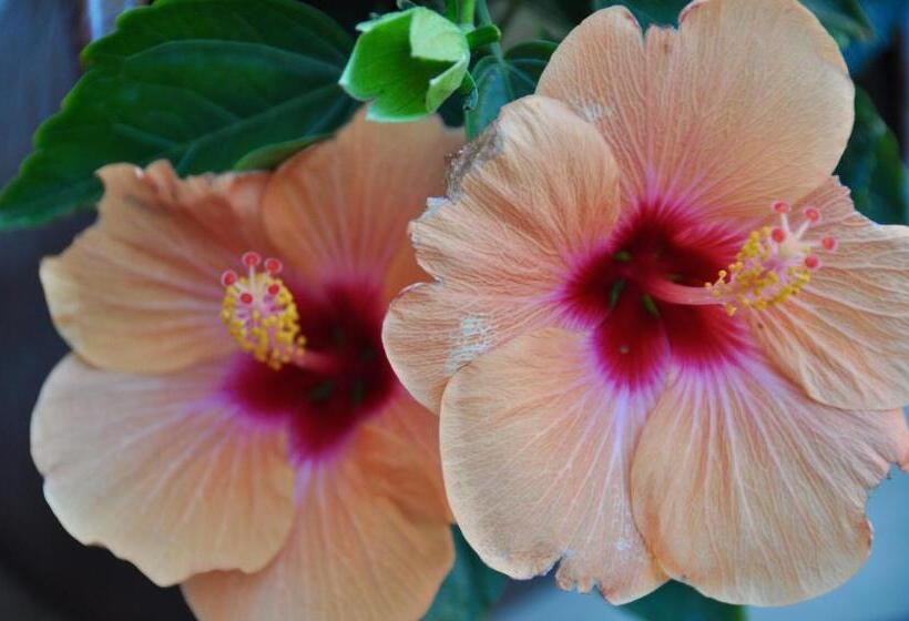 بنسيون Urban Nest