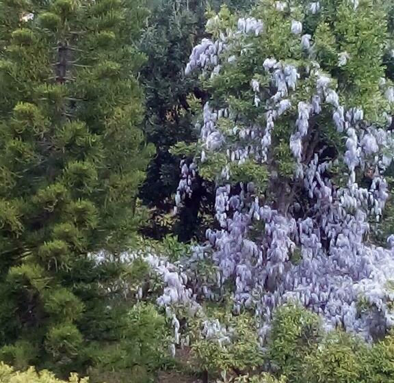 פנסיון Bed & Breakfast La Terrazza