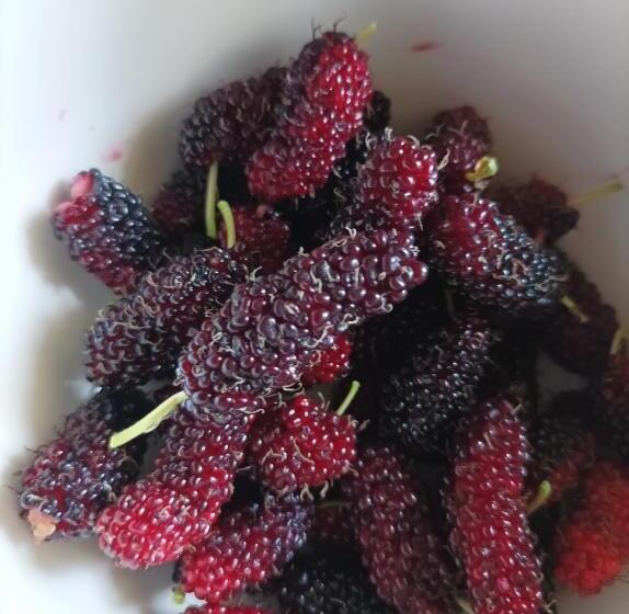 پانسیون Lighthaus Dp Garden Resort