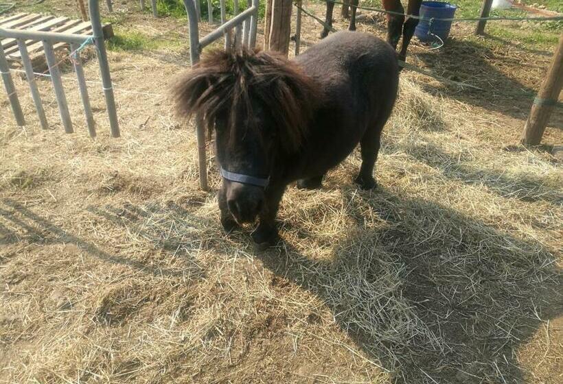 פנסיון The Horse