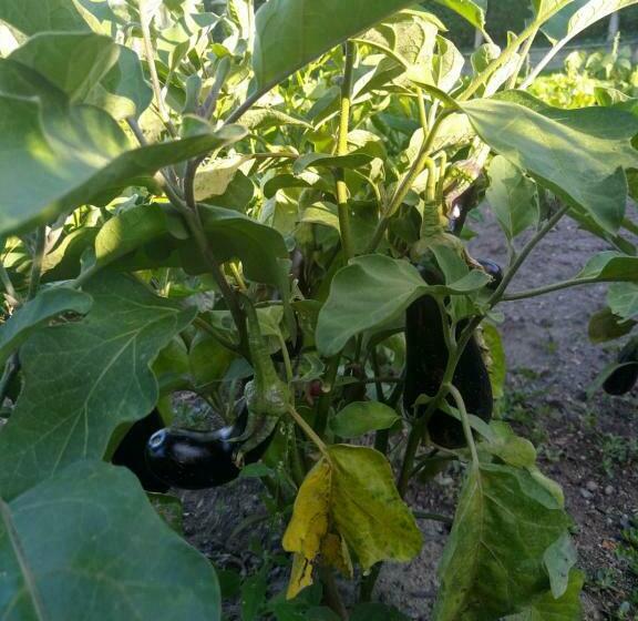 ベッドアンドブレックファースト Les Bessonnes