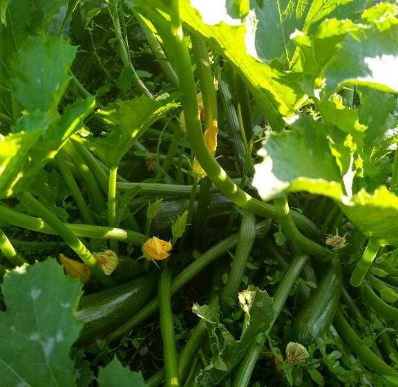 ベッドアンドブレックファースト Les Bessonnes