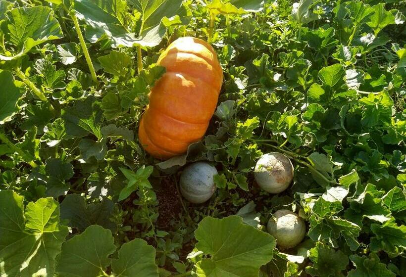 ベッドアンドブレックファースト Les Bessonnes