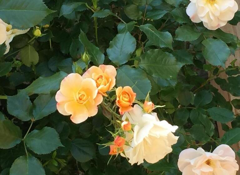 住宿加早餐  Un Temps Pour Le Rêve