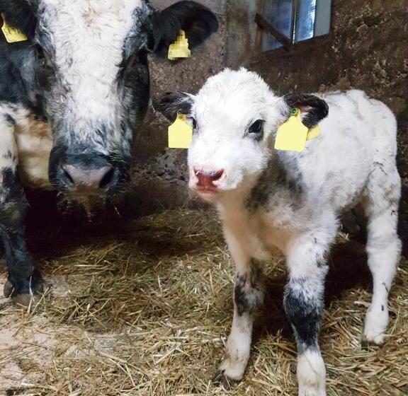 호텔 Gästehaus Annemarie