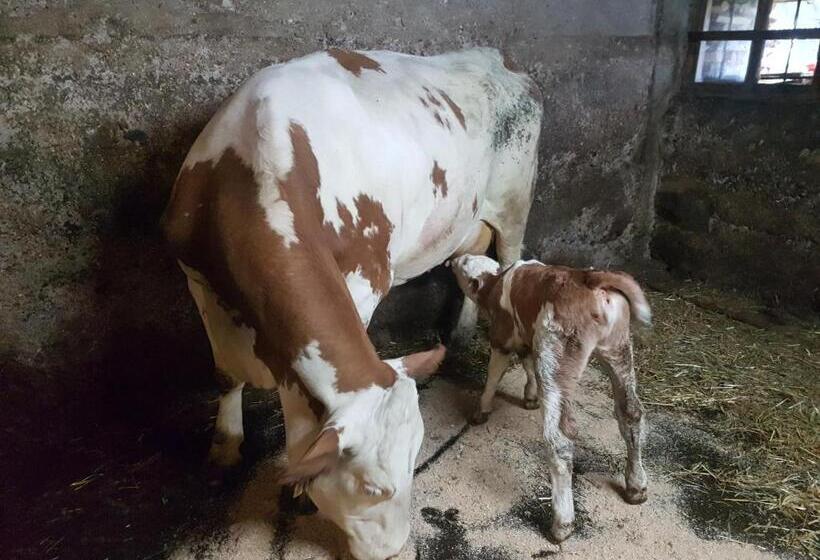 호텔 Gästehaus Annemarie