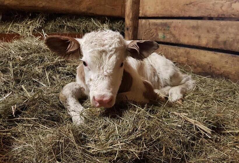 호텔 Gästehaus Annemarie