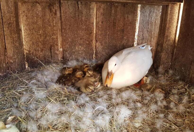 호텔 Gästehaus Annemarie