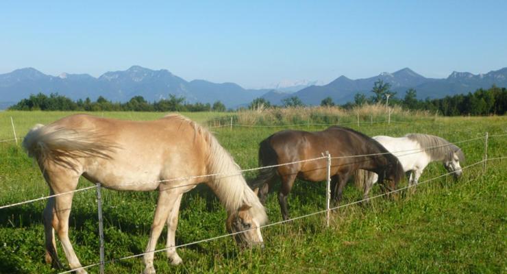 호텔 Gästehaus Annemarie