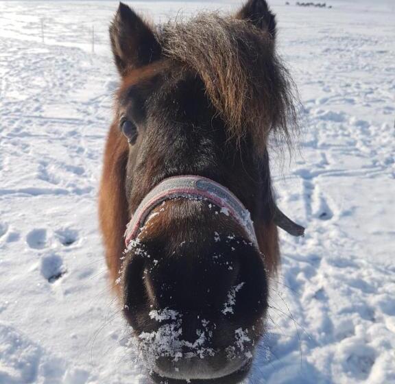 호텔 Gästehaus Annemarie