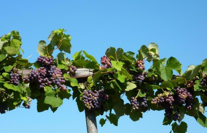 فندق Villa Prato Agriturismo