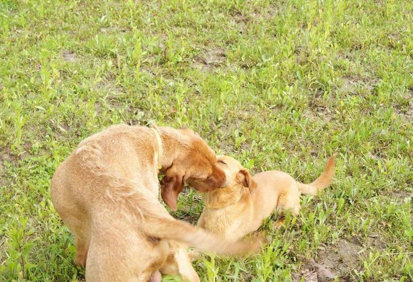 بنسيون Bársonyberek Vendégház Bakony